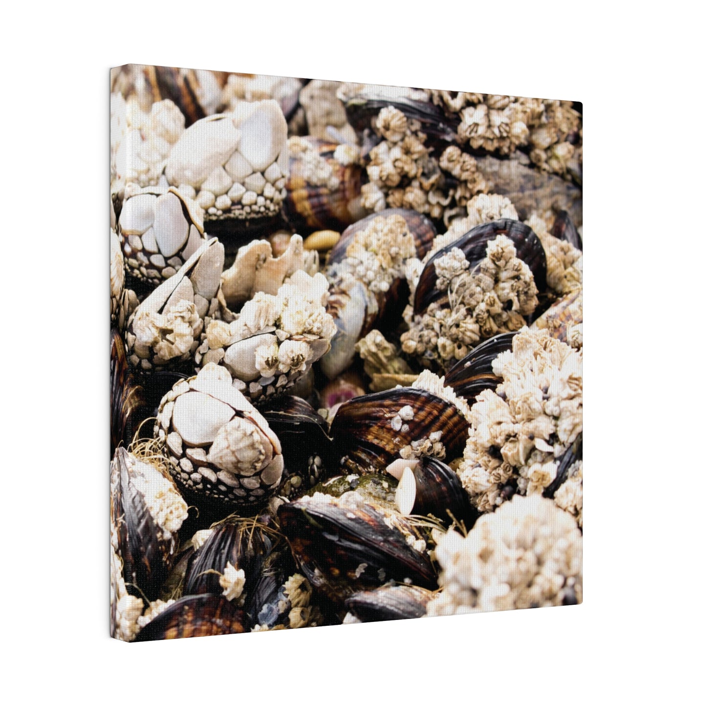 Oregon Coast #1, Matte Canvas, Stretched, 0.75"