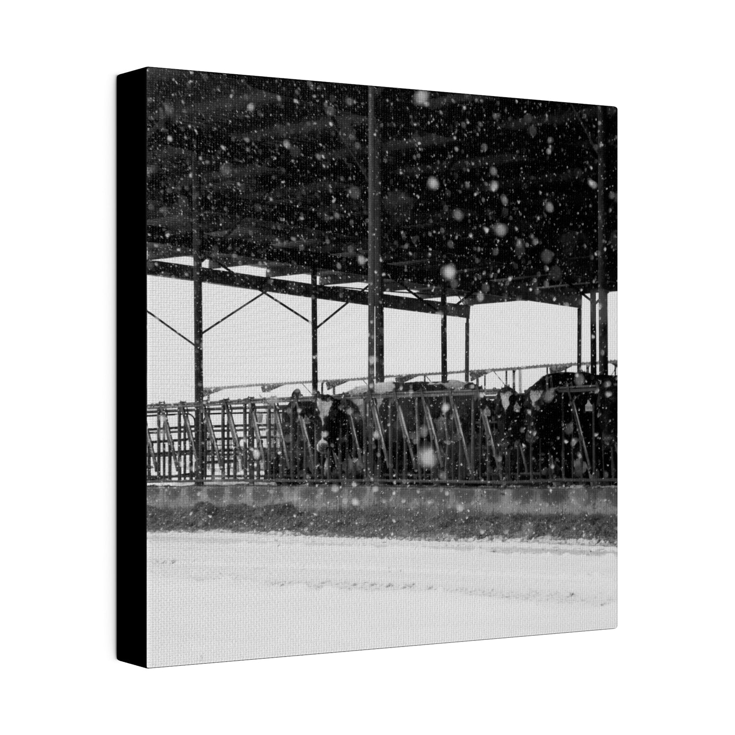 Idaho Snowy Dairy Cows, Matte Canvas, Stretched, 0.75"