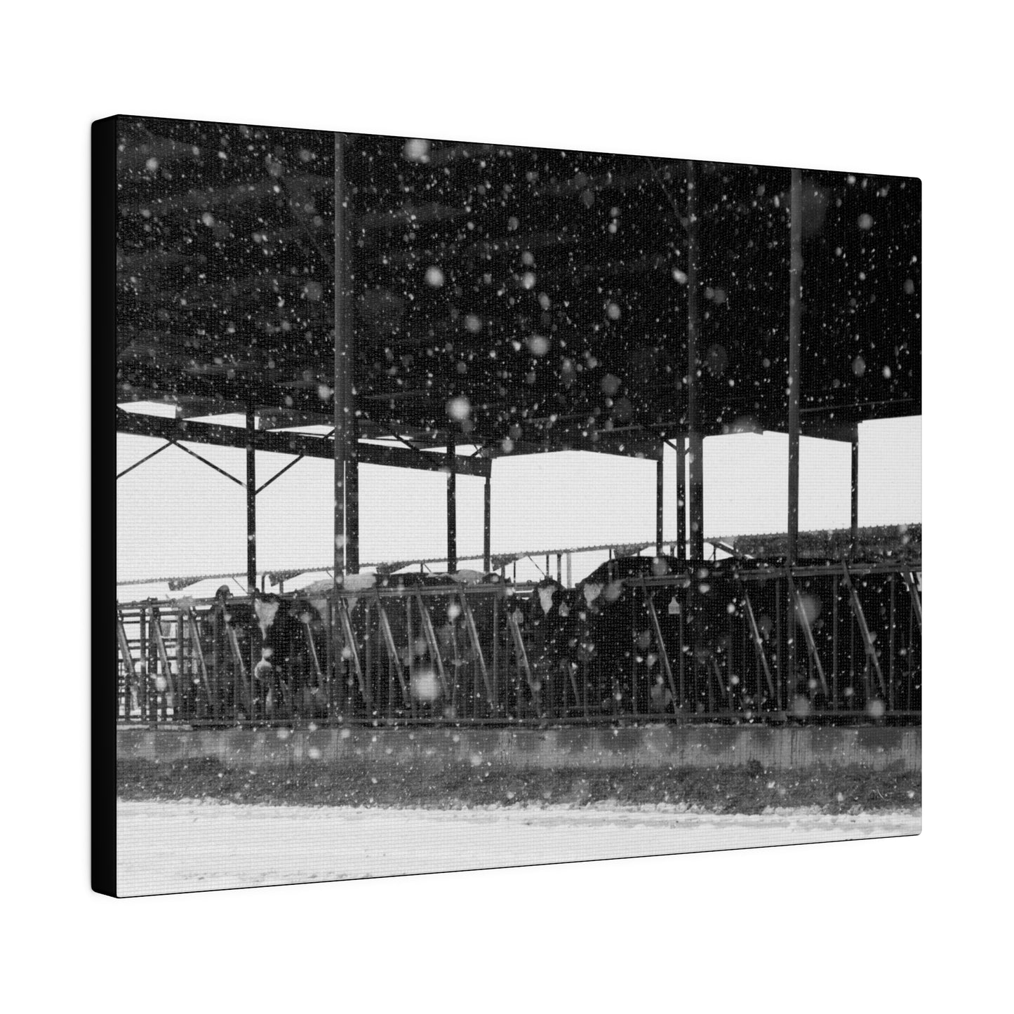 Idaho Snowy Dairy Cows, Matte Canvas, Stretched, 0.75"