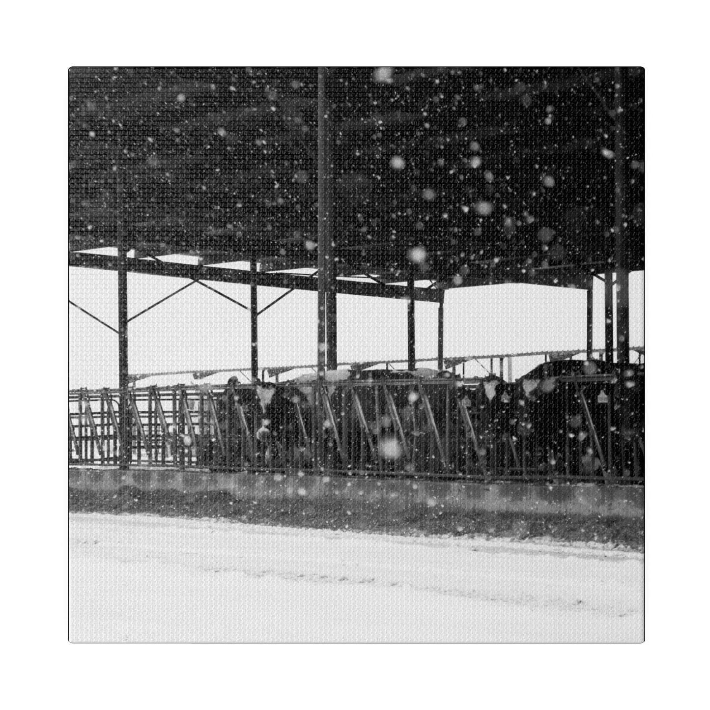 Idaho Snowy Dairy Cows, Matte Canvas, Stretched, 0.75"