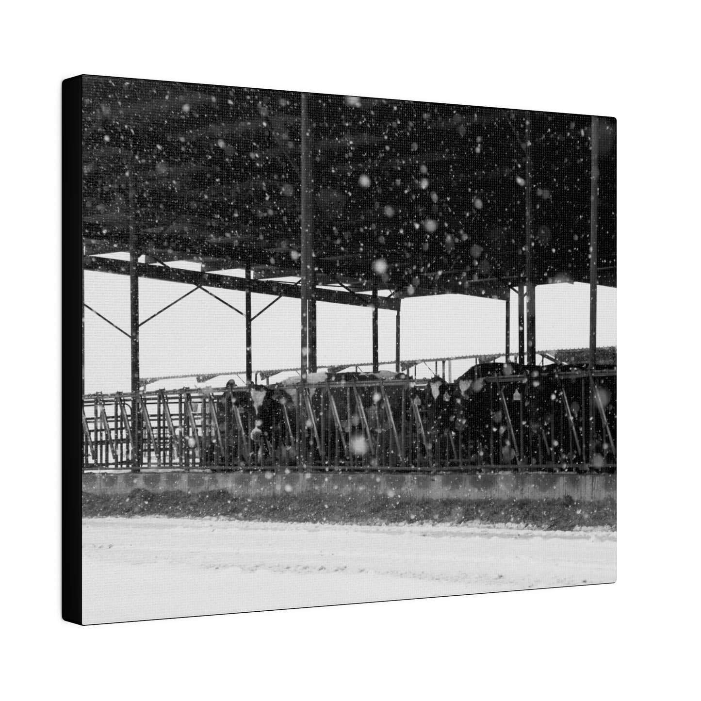 Idaho Snowy Dairy Cows, Matte Canvas, Stretched, 0.75"